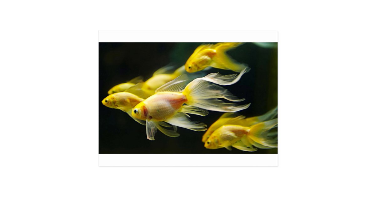 Yellow Fancy Aquarium Goldfish Postcard