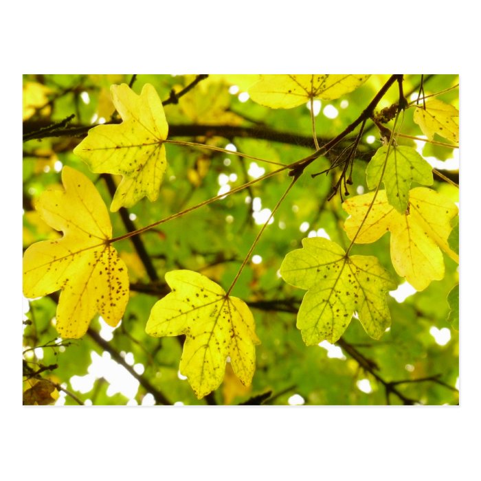 Yellow Field Maple Leaves Postcard
