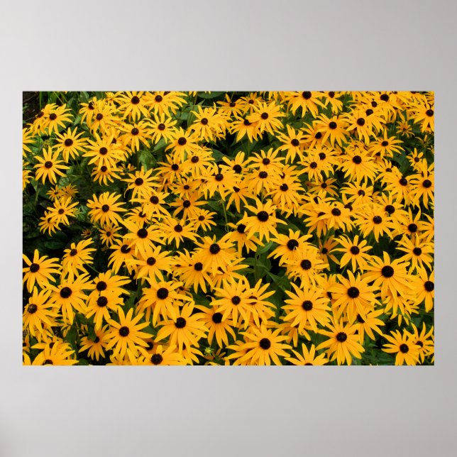 Yellow Field of Daisies Poster (Front)