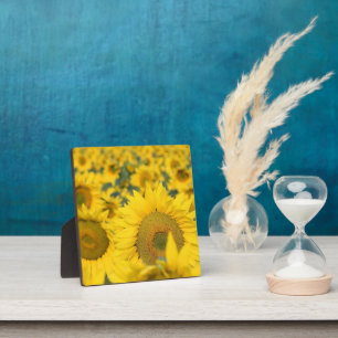 Yellow Field of Sunflowers Photograph Plaque