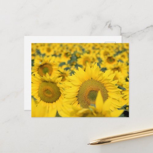 Yellow Field of Sunflowers Photograph Postcard