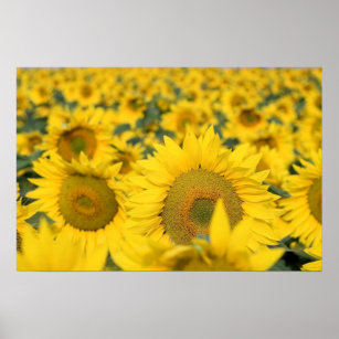 Yellow Field of Sunflowers Photograph Poster