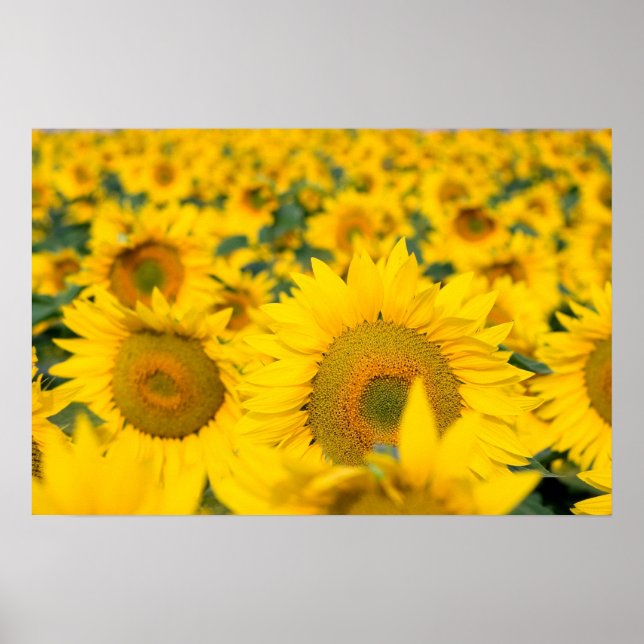 Yellow Field of Sunflowers Photograph Poster (Front)