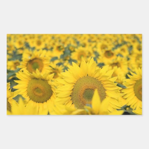 Yellow Field of Sunflowers Photograph Rectangular Sticker