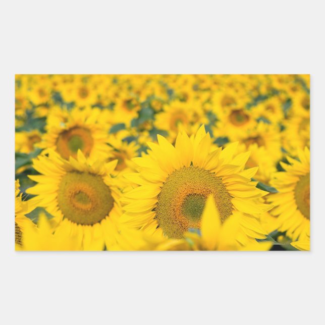 Yellow Field of Sunflowers Photograph Rectangular Sticker (Front)