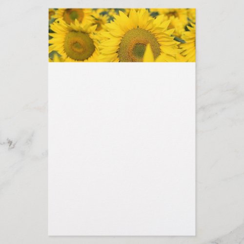 Yellow Field of Sunflowers Photograph Stationery