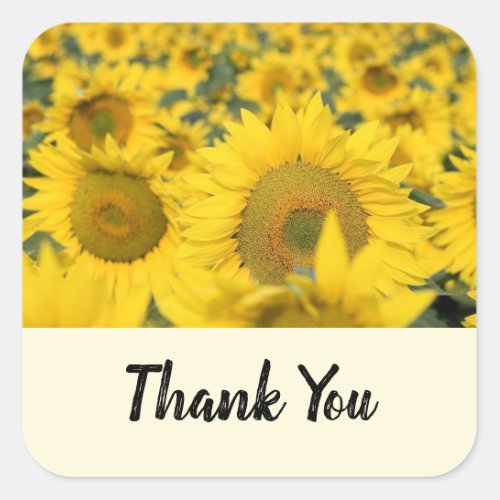 Yellow Field of Sunflowers Photograph Thank You Square Sticker