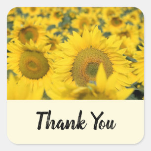 Yellow Field of Sunflowers Photograph Thank You Square Sticker