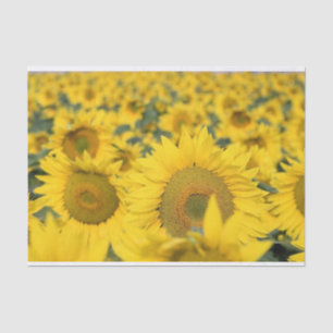 Yellow Field of Sunflowers Photograph Tissue Paper