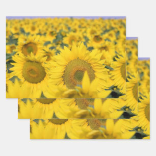 Yellow Field of Sunflowers Photograph Wrapping Paper Sheets