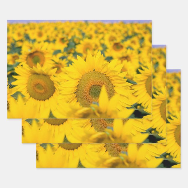 Yellow Field of Sunflowers Photograph Wrapping Paper Sheets (Set)
