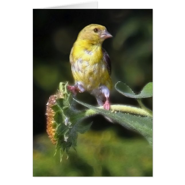 Yellow Finch Cards (Front)