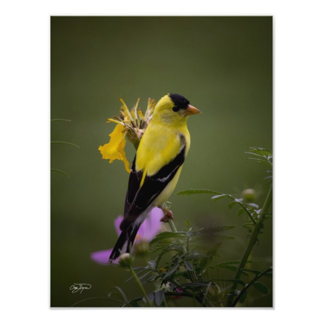 Yellow Finch Resting in Georgia Photo Print (Front)