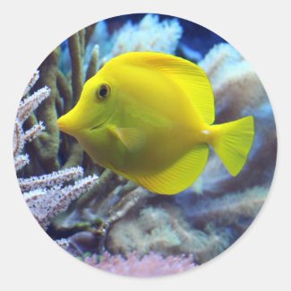 Yellow Fish Classic Round Sticker