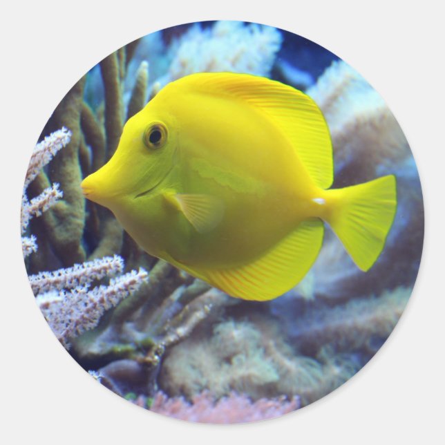 Yellow Fish Classic Round Sticker (Front)