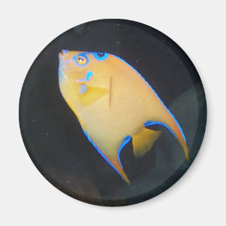 Yellow fish magnet