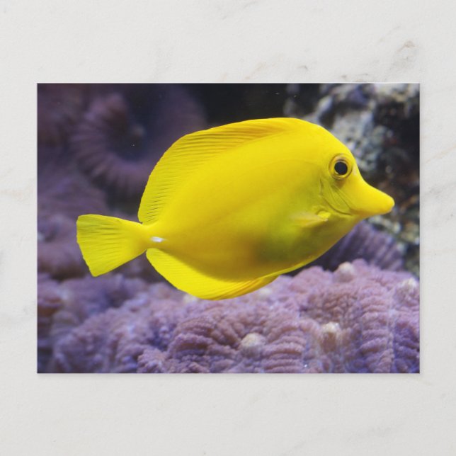 Yellow fish postcard (Front)