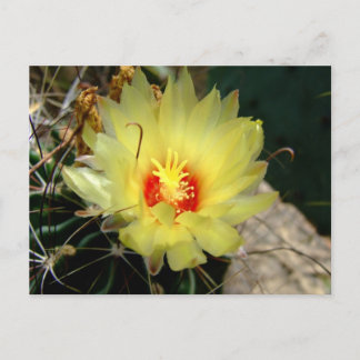 Yellow fishhook cactus flower postcard