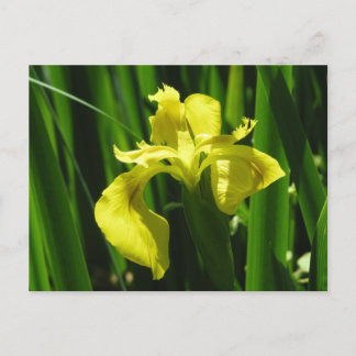 Yellow Flag Iris Postcard