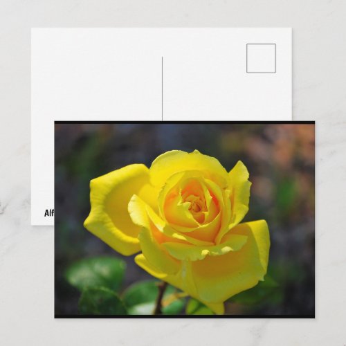 Yellow Floral Rose Postcard