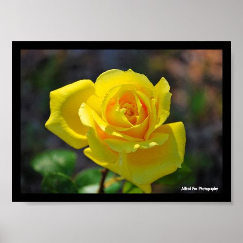 Yellow Floral Rose Poster