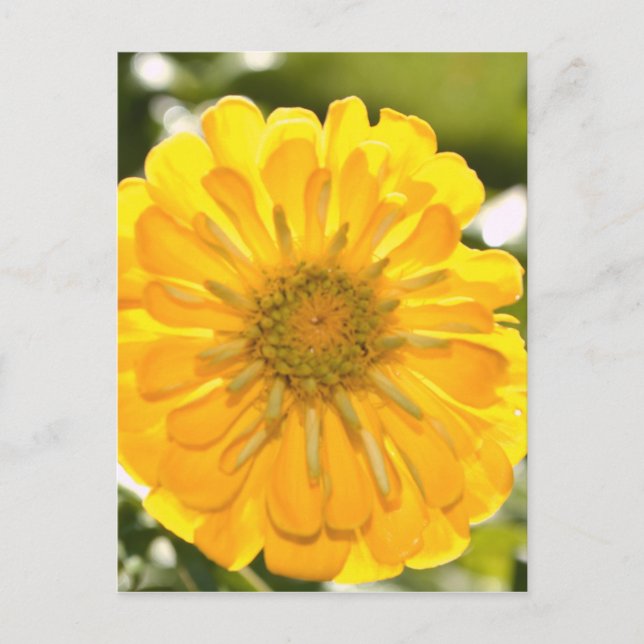 Yellow floral yellow flower yellow daisy postcard (Front)
