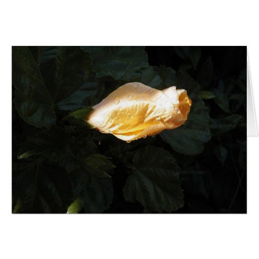 Yellow Flower (Front Horizontal)