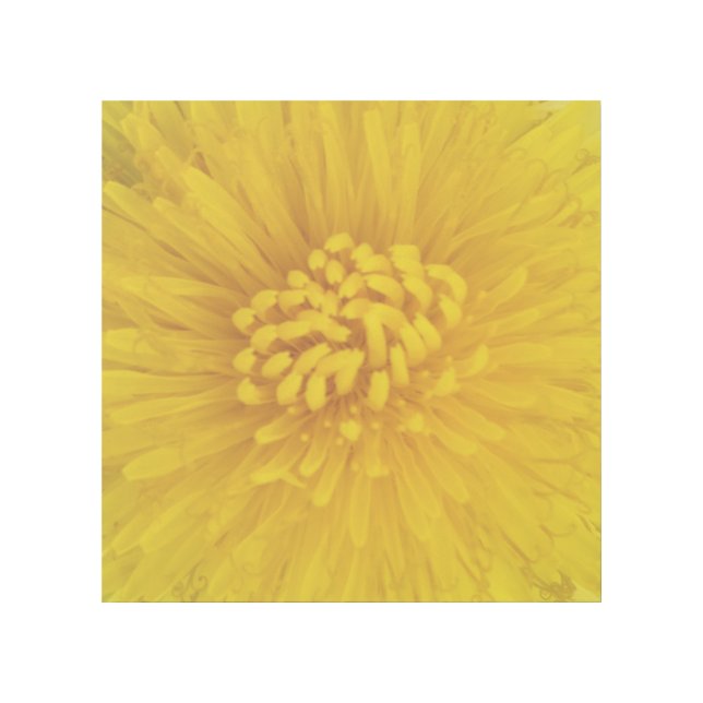 Yellow Flower 12" x 12" Gallery Wrap (Front)