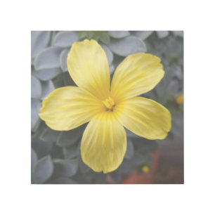 Yellow Flower 12" x 12" Gallery Wrap