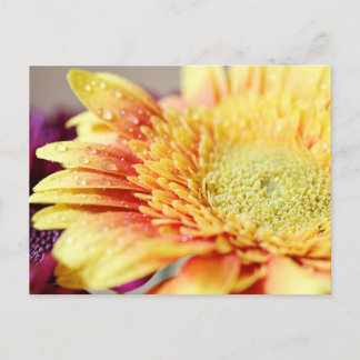 Yellow Flower And Droplets Postcard
