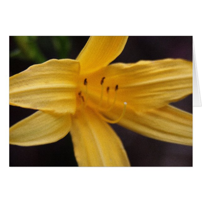 yellow flower cards (Front Horizontal)