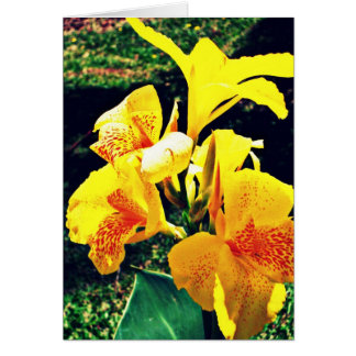 Yellow Flower Cards