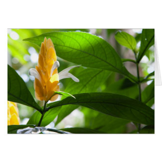 Yellow Flower Cards