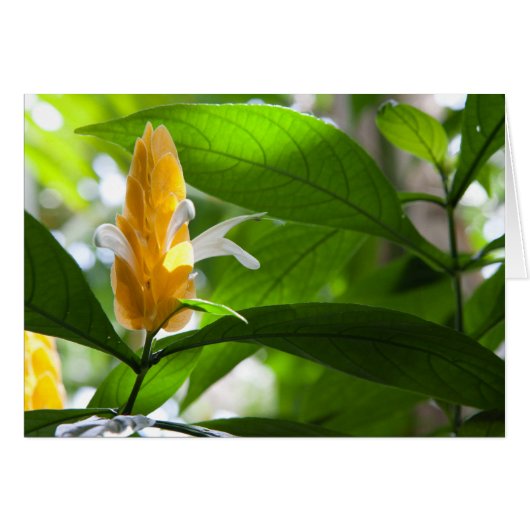 Yellow Flower Cards (Front Horizontal)