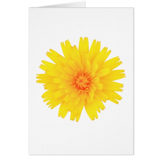 Yellow Flower Cards (Front)