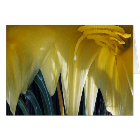 Yellow Flower... Cards (Front Horizontal)