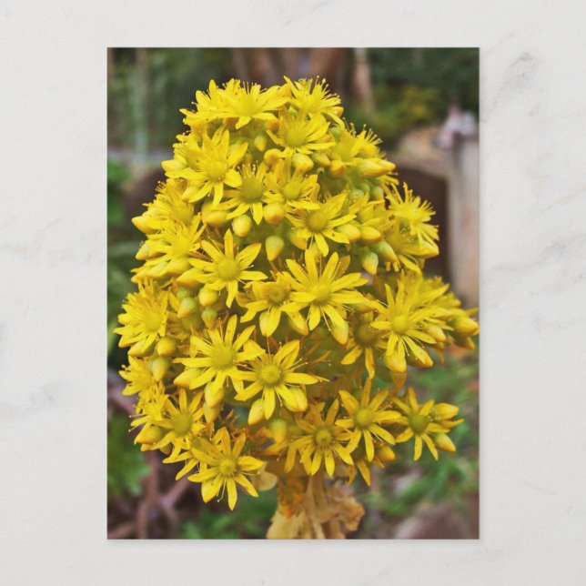 Yellow Flower Clusters Postcard (Front)