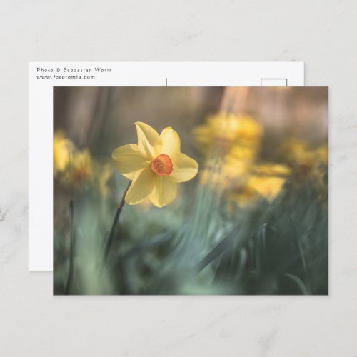 Yellow Flower Daffodil Nature Photo Postcard