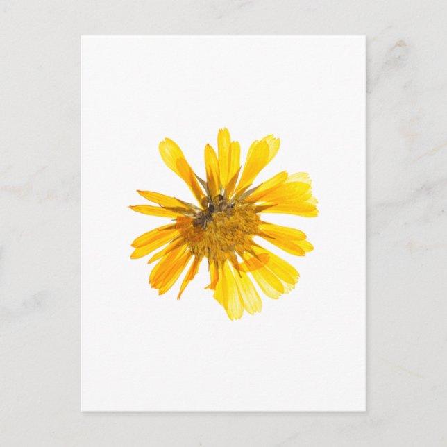 Yellow Flower Design Postcard (Front)