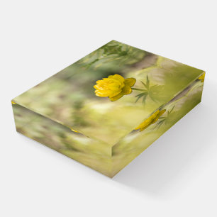 Yellow Flower Nature Photo Paperweight