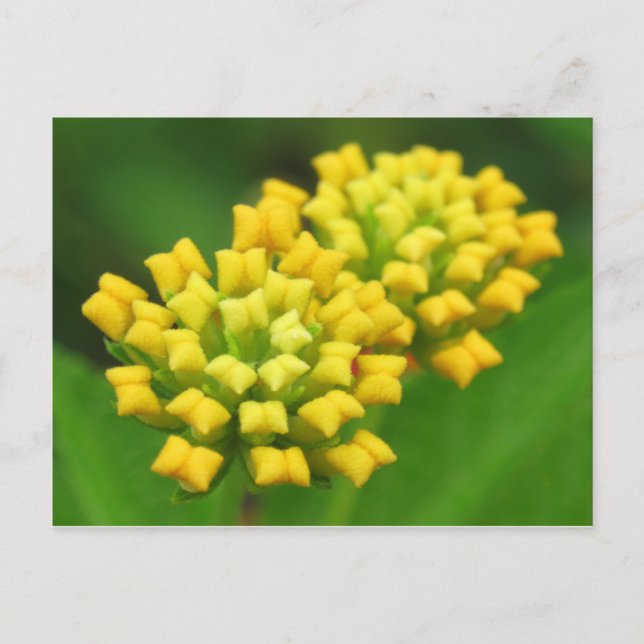 Yellow Flower Nature Postcard (Front)