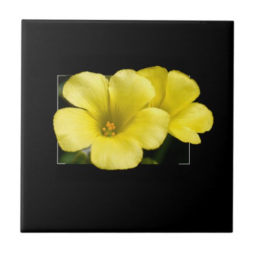 yellow flower oxalis pes_caprae ceramic tile