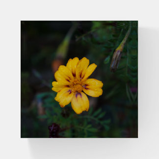 Yellow Flower Paperweight