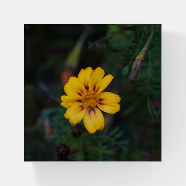 Yellow Flower Paperweight (Front)