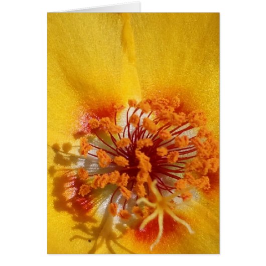 Yellow Flower Petals Cards (Front)