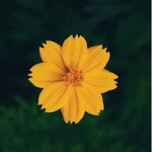 Yellow Flower Photo Design Spiral Notebook