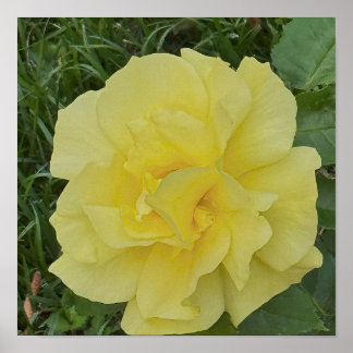 Yellow Flower Photo Poster