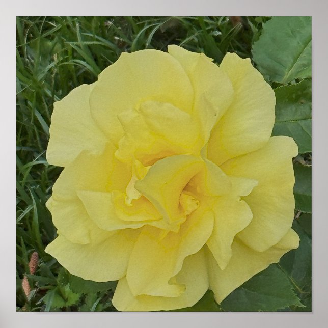 Yellow Flower Photo Poster (Front)