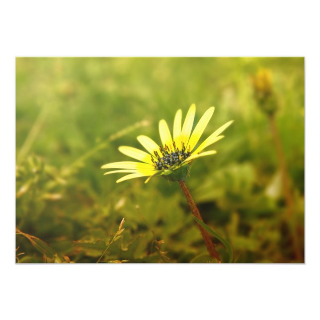 Yellow flower photo print (Front)