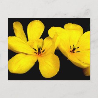 Yellow Flower Postcard